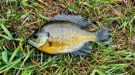 bluegill fish|How to Catch Bluegill .